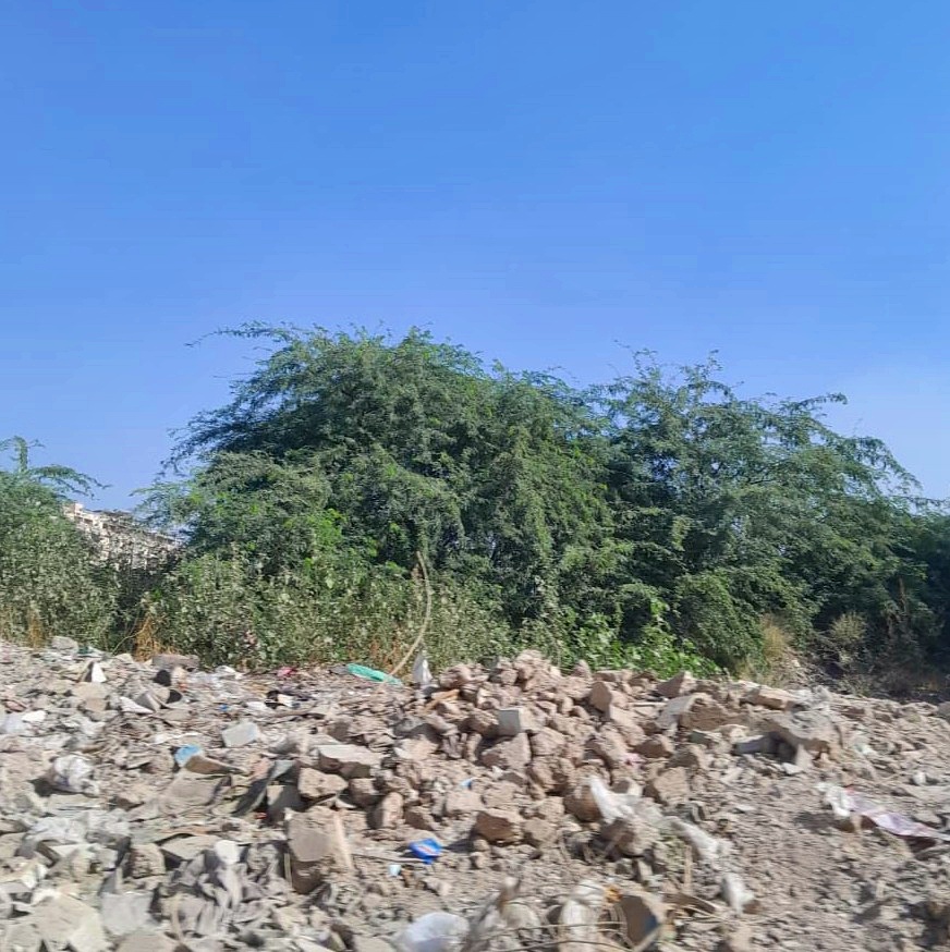 Green plants growing over construction rubble